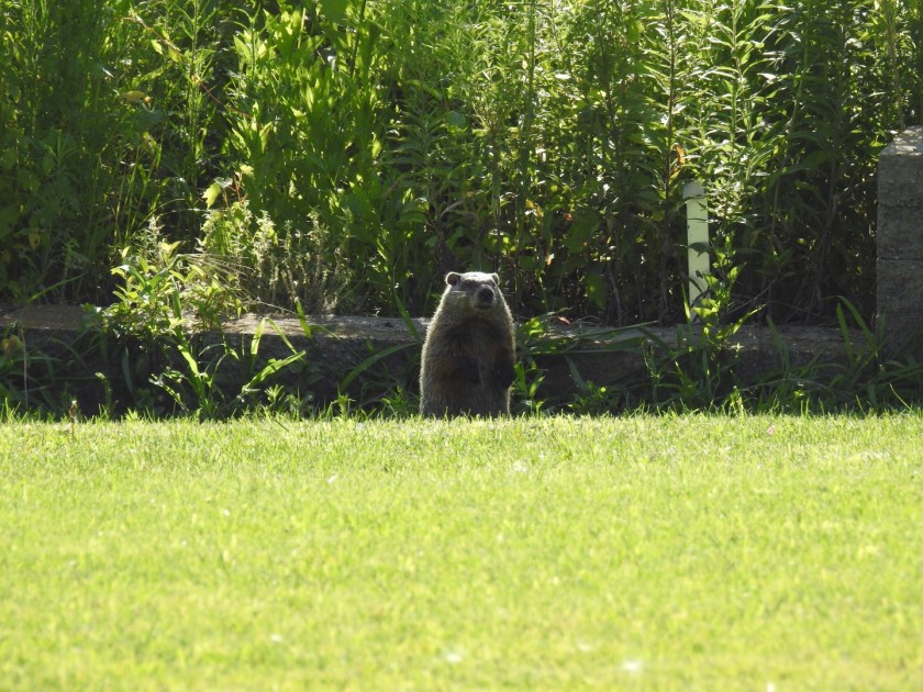 180816bbcut-groundhog1