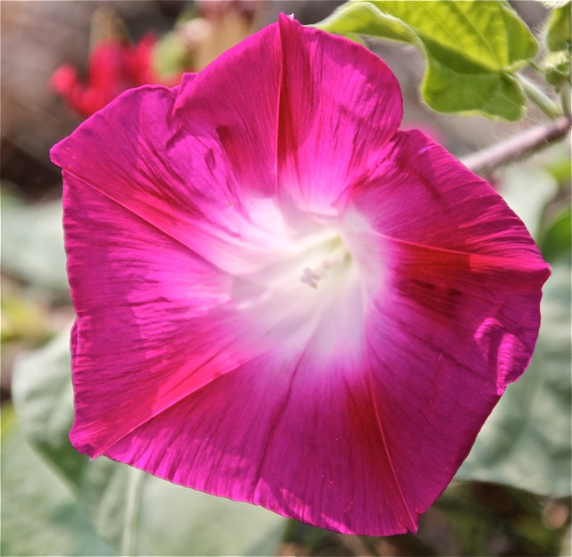 180829bbcut-compost4