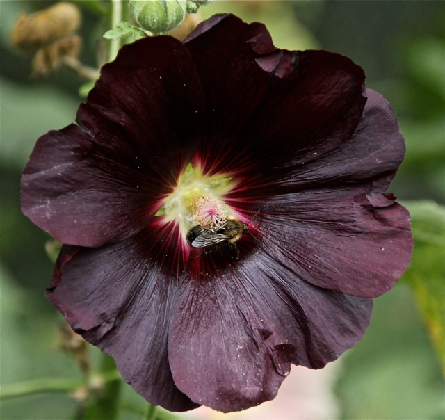 180829bbcut-compost5