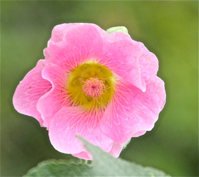 180829bbcut-compost6