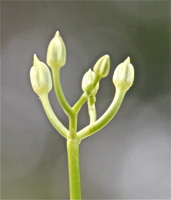 180923bbcut-fallblossom1