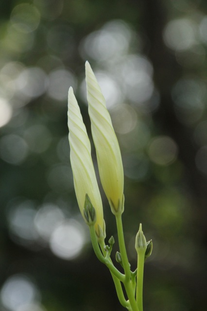 180923bbcut-fallblossom2