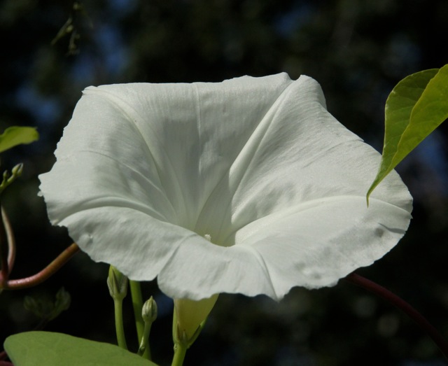 180923bbcut-fallblossom3