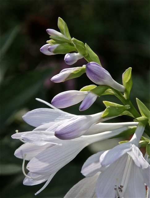 180923bbcut-fallblossom4