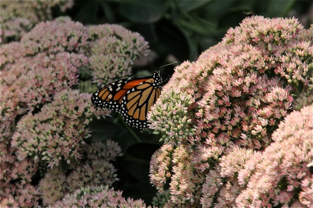 180923bbcut-fallblossom5