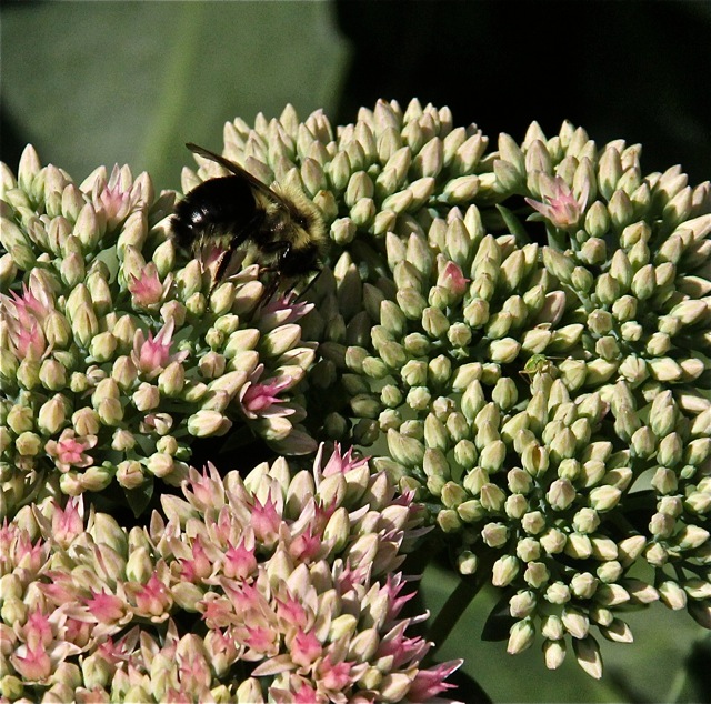 180923bbcut-fallblossom6