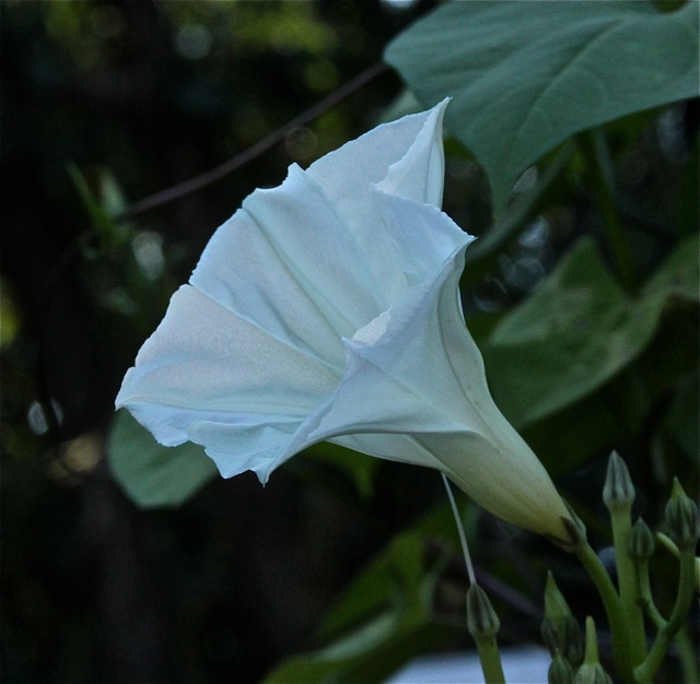 180930bbcut-compost1