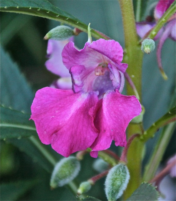 180930bbcut-compost2