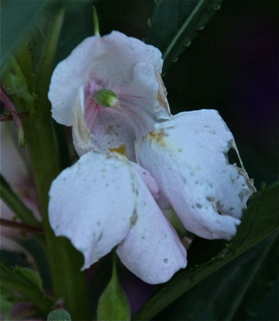 180930bbcut-compost4