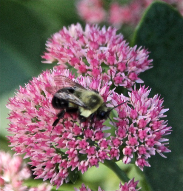 180930bbcut-compost5