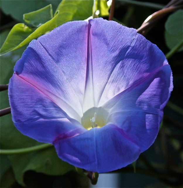 180930bbcut-compost6