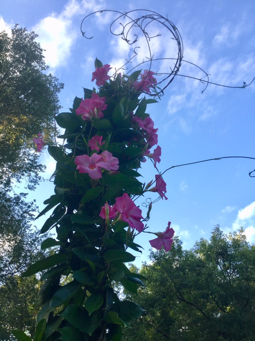 180930bbcut-mandevilla