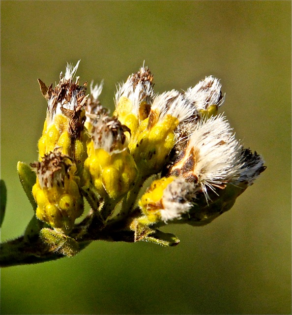 180930bbcut-woodbury11