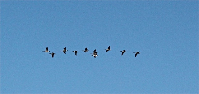 180930bbcut-woodbury2