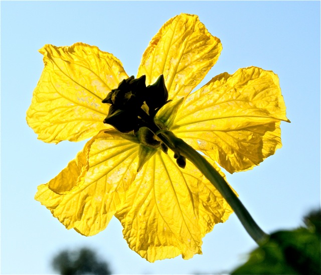 180930bbcut-woodbury3