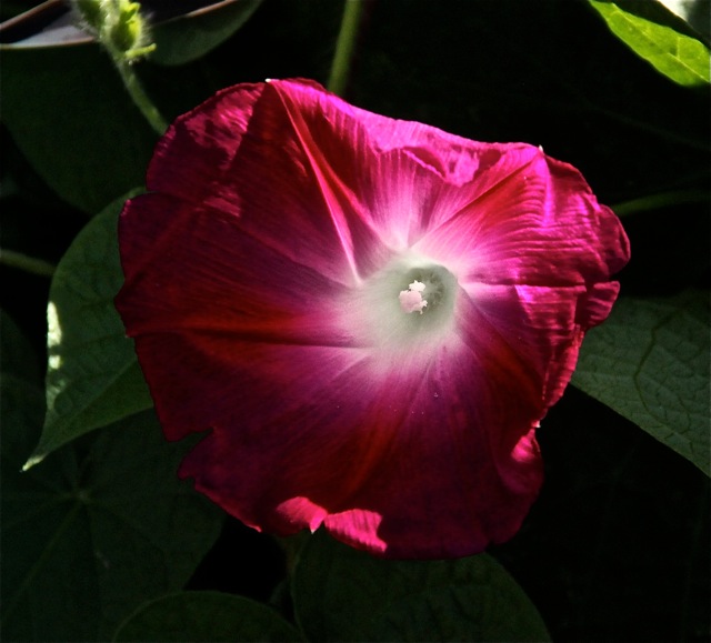 180930bbcut-woodbury4