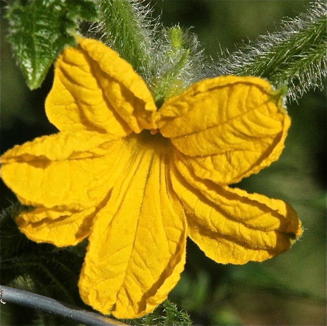 180930bbcut-woodbury5