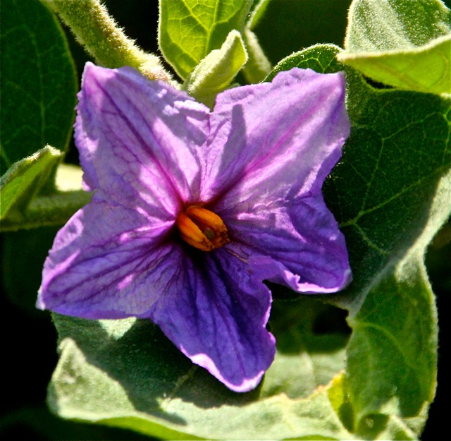 180930bbcut-woodbury6