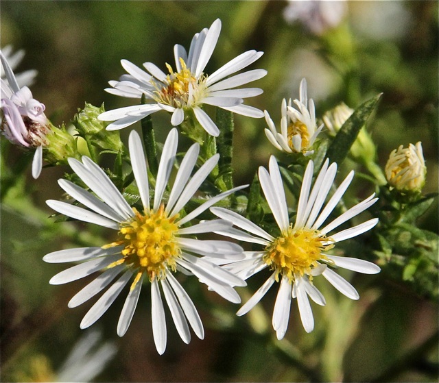 180930bbcut-woodbury7