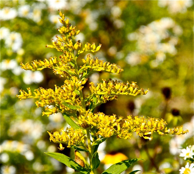 180930bbcut-woodbury9