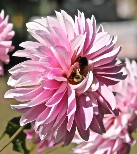 181008bbcut-dahlia10