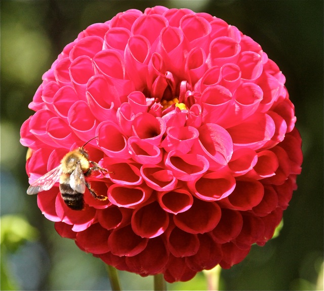 181008bbcut-dahlia12