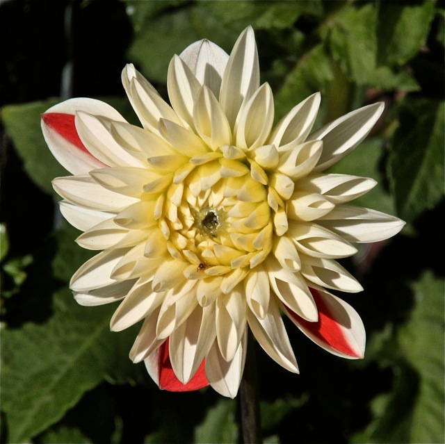 181008bbcut-dahlia13