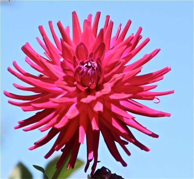 181008bbcut-dahlia14