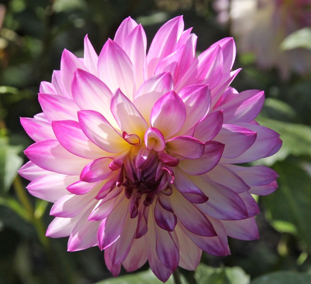 181008bbcut-dahlia15