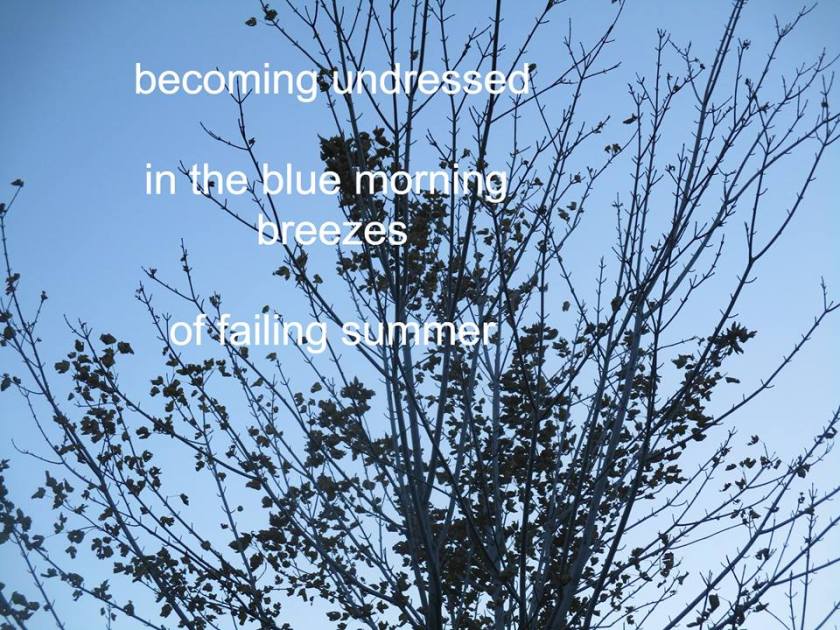 181008bbcut-timhaiku