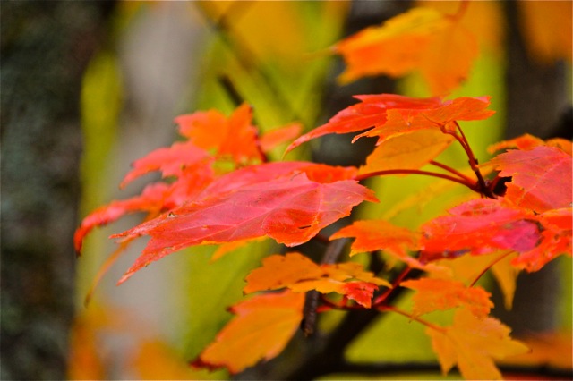 181017bbcut-superior3