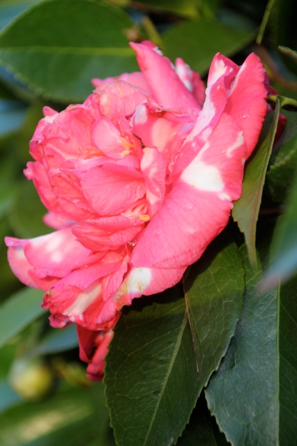 190107bbcut-swedepic2