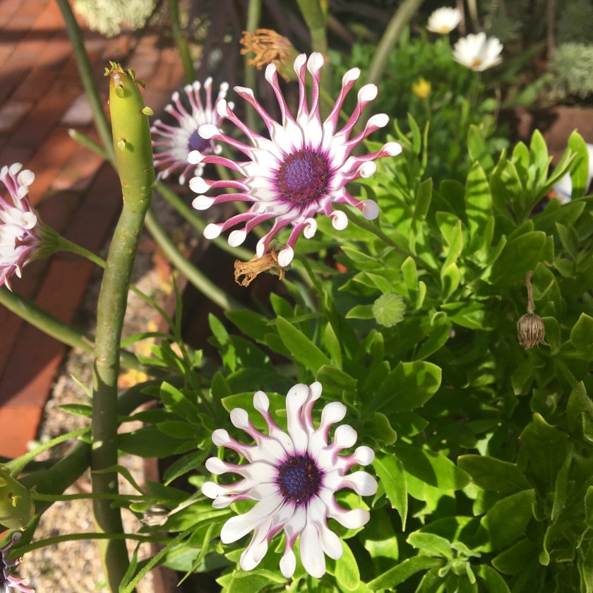 190115bbcut-calplant2