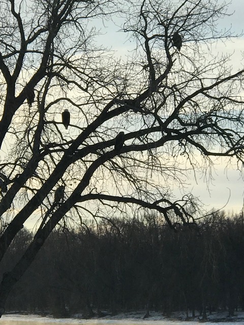 190123bbcut-fiveeagles