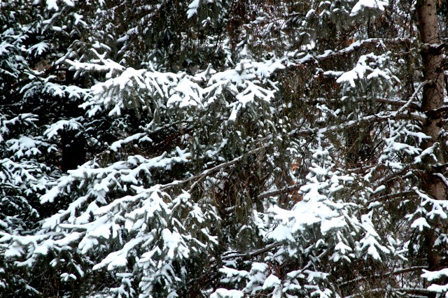 190130bbcut-snowblow5