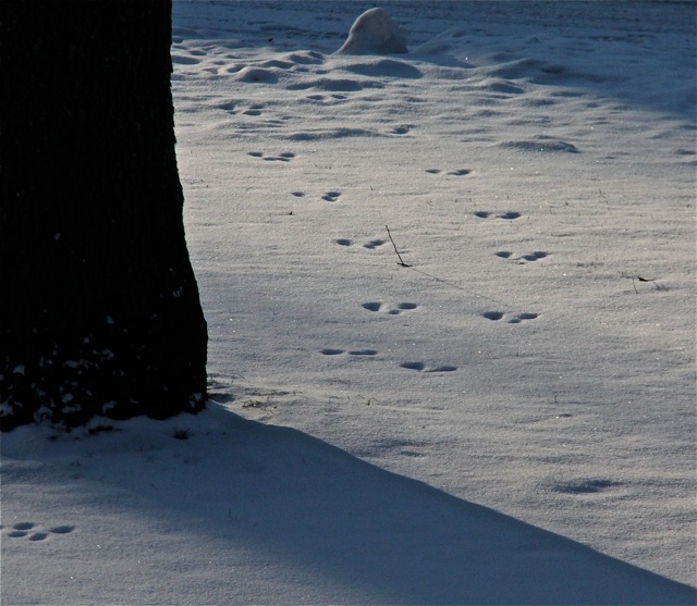 190130bbcut-snowtracks3