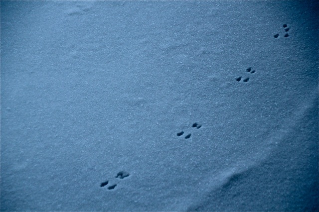 190212bbcut-snowpatterns4