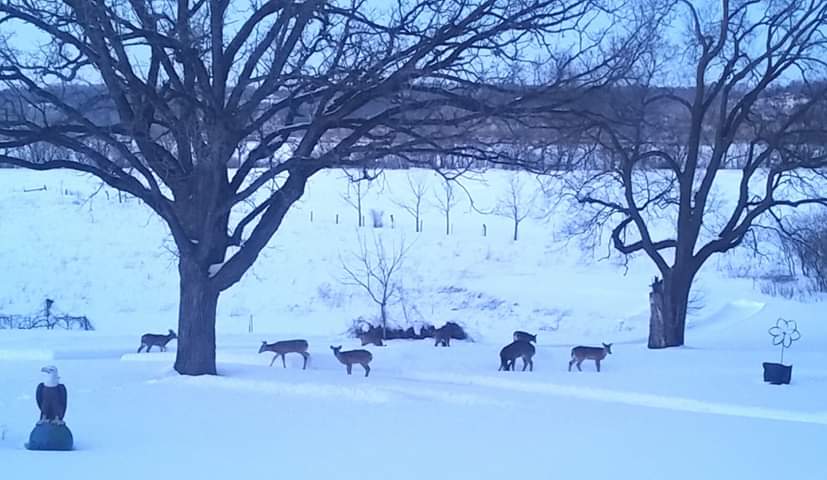 190320bbcut-spring2019