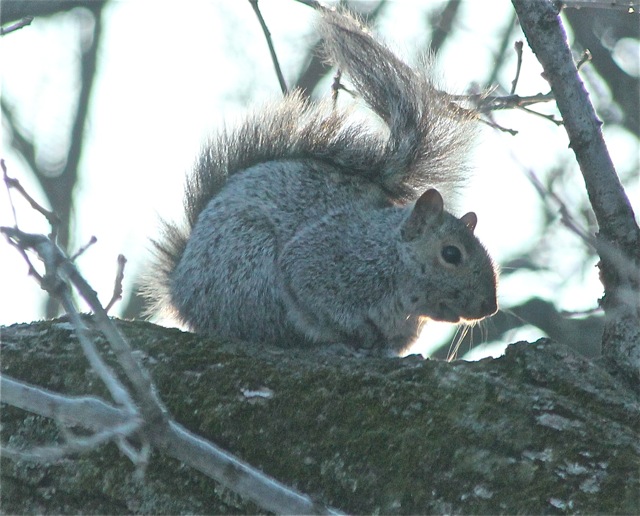 190325bbcut-swedewinter5
