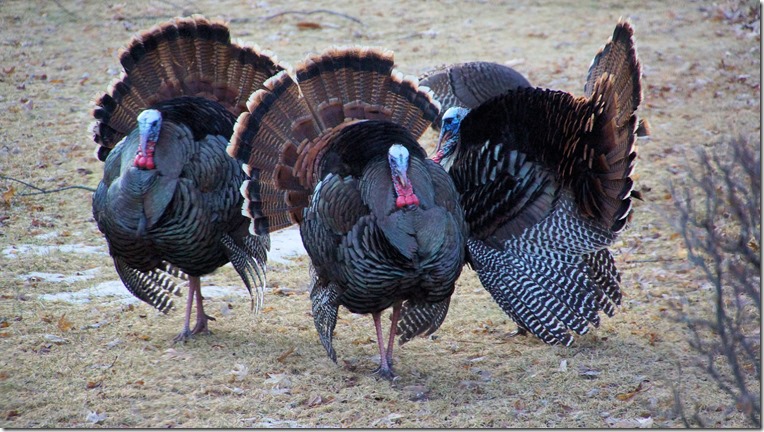 190402bbcut-turkeys1