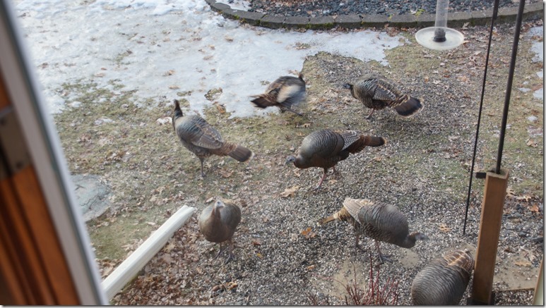 190402bbcut-turkeys4