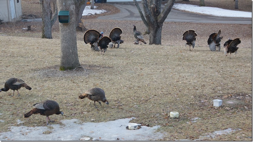 190402bbcut-turkeys5