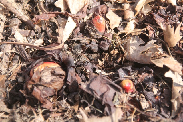 190416bbcut-swedepic3