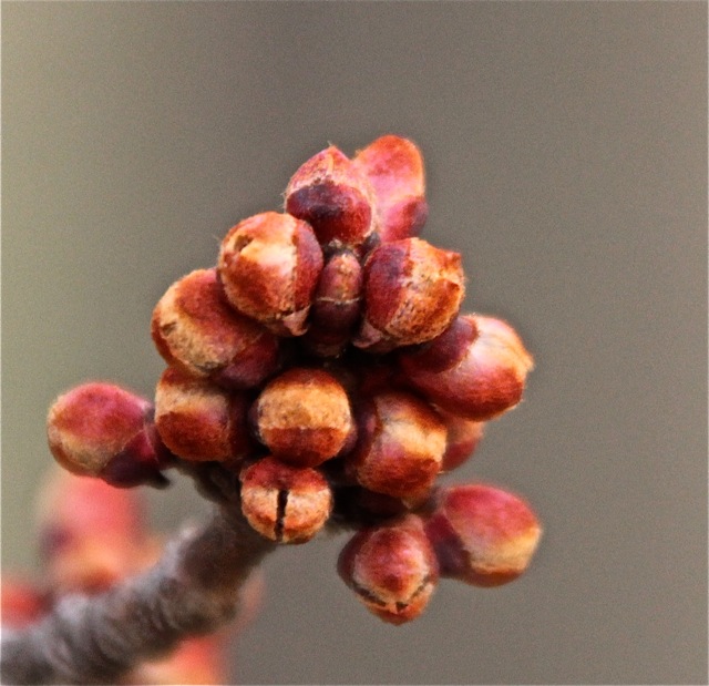 190416bbcut-swedepic4