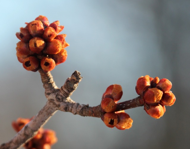 190416bbcut-swedepic9