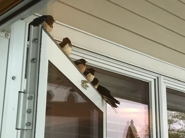 190515bbcut-swallowcat1