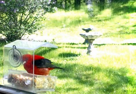 190604bbcut-scarlettanager