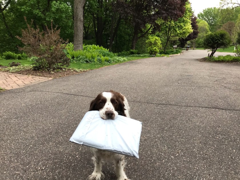 190702bbcut-packagedog