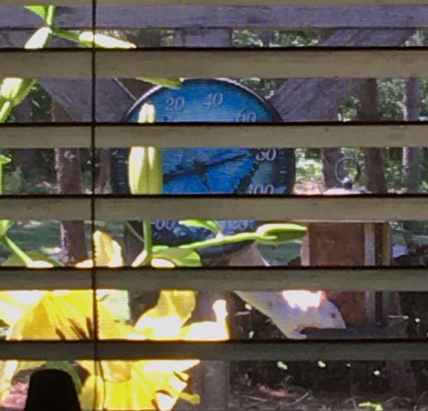 190715bbcut-squirrel