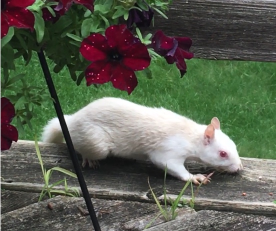 190721bbcut-white squirrel
